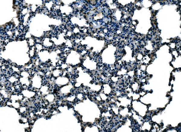Anti-Ccl21a Antibody