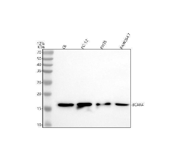 Anti-BCAR4 Antibody Picoband®