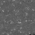 A431 cell