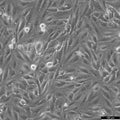 A498 cell