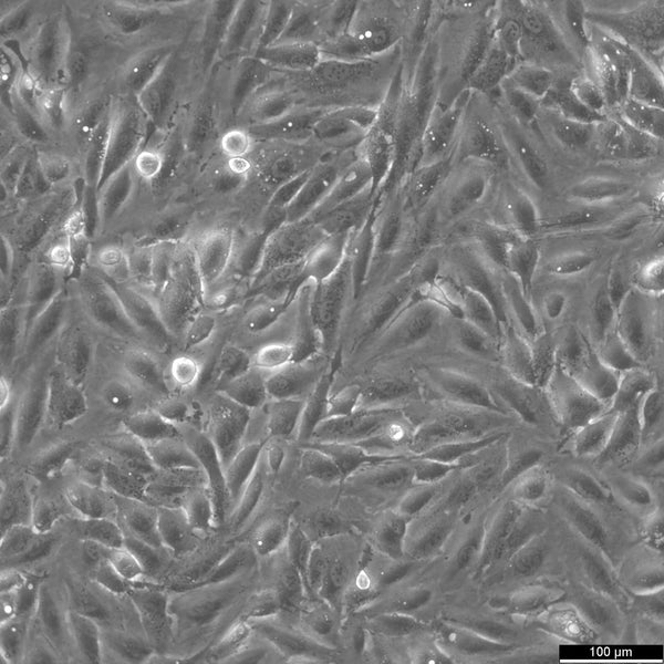 A498 cell