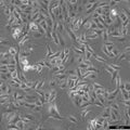 A549/DDP cell