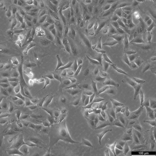 A549/DDP cell