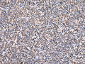 HSF2BP Polyclonal Antibody – Figure 1 of 3