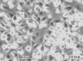 A64-CLS cell