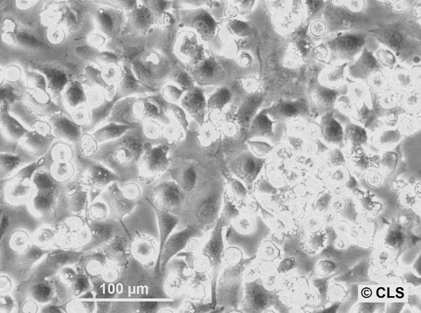 A64-CLS cell