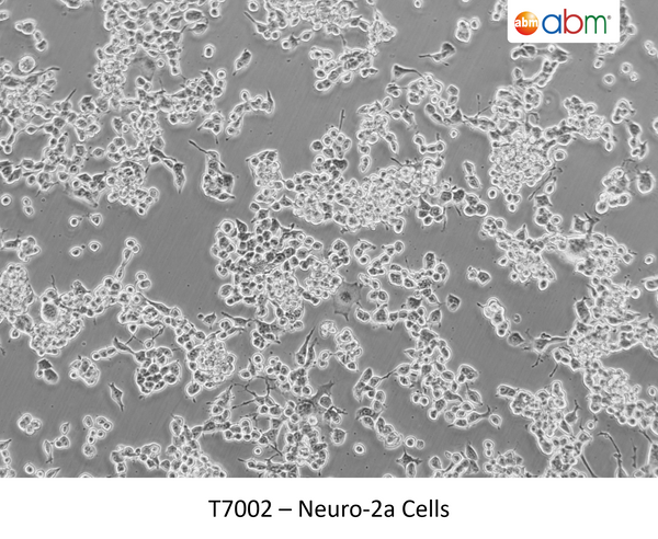 Neuro-2a Cells | Applied Biological Materials (abm)