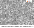 SLC25A20 CRISPR Knockout AC16 Stable Cell Line-T2-9 | Applied Biological Materials (abm)