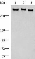 FLNC Polyclonal Antibody – Figure 1 of 3