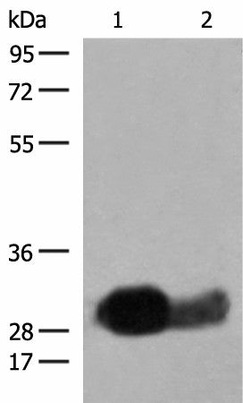 HLA-DRB1 Polyclonal Antibody – Figure 1 of 3