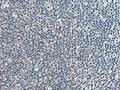 CNTN4 Polyclonal Antibody – Figure 1 of 3