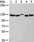 CNTN1 Polyclonal Antibody – Figure 1 of 4