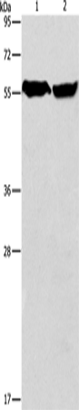 ARHGEF9 Polyclonal Antibody – Figure 1 of 4