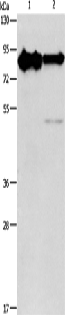 KIF3A Polyclonal Antibody – Figure 1 of 4