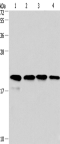 Cyclophilin F Polyclonal Antibody – Figure 1 of 4