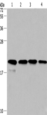 Cyclophilin F Polyclonal Antibody – Figure 1 of 4