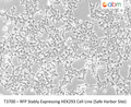 RFP Stably Expressing HEK293 Cell Line (Safe Harbor Site) | Applied Biological Materials (abm)