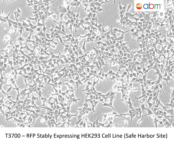 RFP Stably Expressing HEK293 Cell Line (Safe Harbor Site) | Applied Biological Materials (abm)