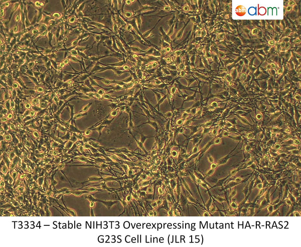 Stable NIH3T3 Overexpressing Mutant HA-R-RAS2 G23S Cell Line (JLR 15) | Applied Biological Materials (abm)