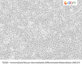 Immortalized Mouse Intermediately Differentiated Melanoblasts (iMC37) | Applied Biological Materials (abm)