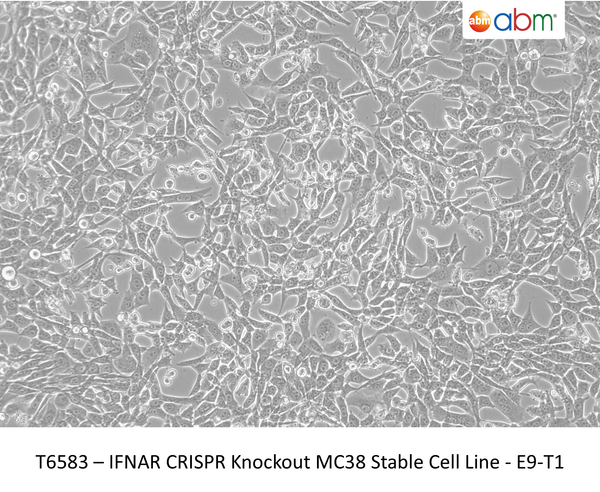 IFNAR CRISPR Knockout MC38 Stable Cell Line - E9-T1 | Applied Biological Materials (abm)