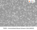 Immortalized Mouse Schwann Cells (IMS32) – Figure 1 of 1