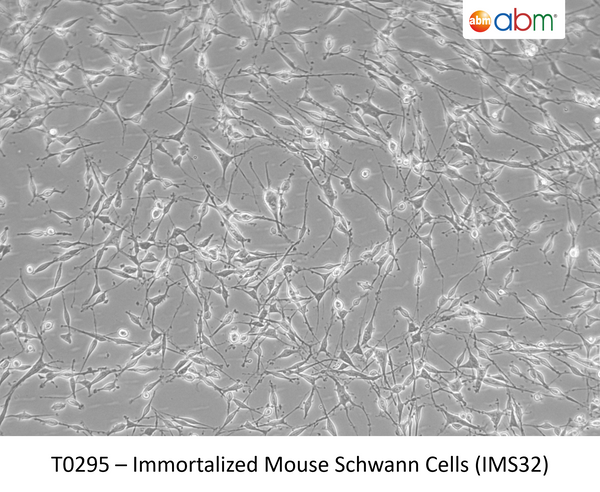 Immortalized Mouse Schwann Cells (IMS32) – Figure 1 of 1