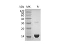 Recombinant Human Thioredoxin/TXN Protein (His Tag) – Figure 1 of 2