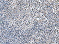 EDARADD Polyclonal Antibody – Figure 1 of 2
