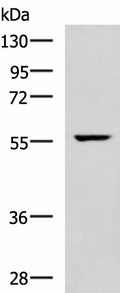 TRAF6 Polyclonal Antibody – Figure 1 of 4
