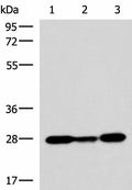 VEGFA Polyclonal Antibody – Figure 1 of 2