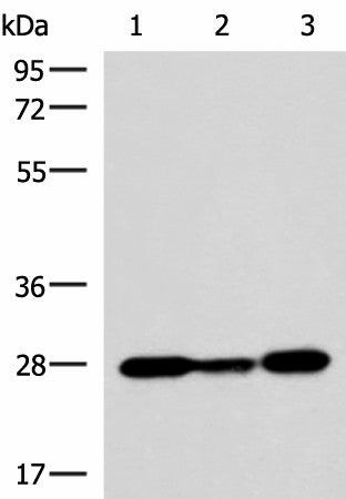 VEGFA Polyclonal Antibody – Figure 1 of 2