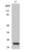 N/H/K-Ras Polyclonal Antibody – Figure 1 of 2