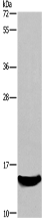 AIF1 Polyclonal Antibody – Figure 1 of 4