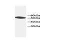 Anti-ANX5 Antibody – Figure 1 of 1