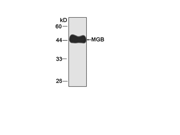 Anti-MGB Antibody – Figure 1 of 1