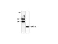 Anti-hAG-2 Antibody – Figure 1 of 1