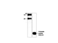 Anti-Probable protein BRICK1 Antibody – Figure 1 of 1
