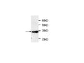 Anti-RFP Antibody – Figure 1 of 1