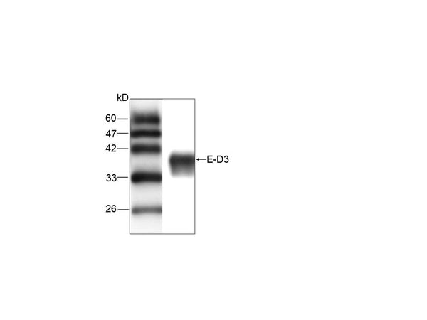 Anti-JEV E-D3 Antibody – Figure 1 of 1