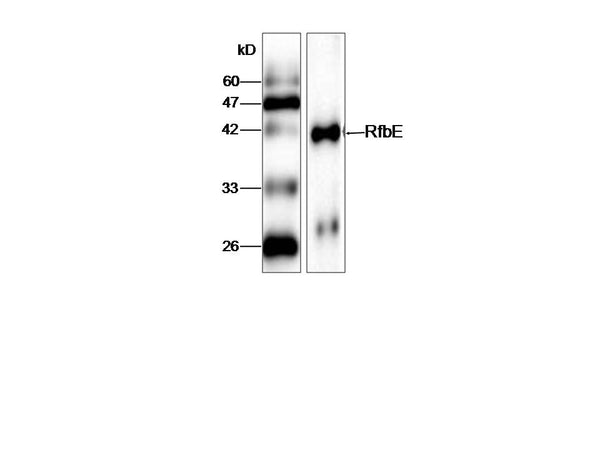 Anti-EC RfbE Antibody – Figure 1 of 1