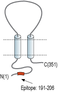 Anti-MCU Antibody