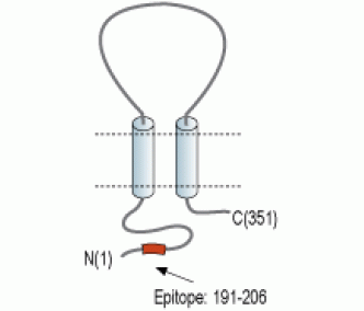 MCU Blocking Peptide