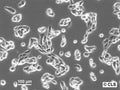 ACHN cell