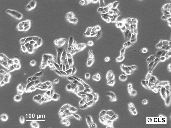 ACHN cell
