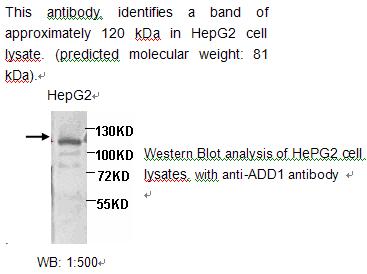 Anti-ADD1 Antibody – Figure 1 of 1