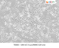 UM-UC-3 Luci/MMC Cell Line | Applied Biological Materials (abm)