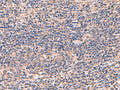 AHCYL1 Polyclonal Antibody – Figure 1 of 2