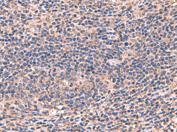 AHCYL1 Polyclonal Antibody – Figure 1 of 2