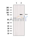 Phospho-Atg13 (Ser355) Antibody – Figure 1 of 5